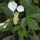 Image of Cadaba trifoliata (Roxb.) Wight & Arn.