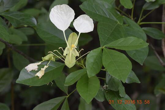 Image de Cadaba trifoliata (Roxb.) Wight & Arn.