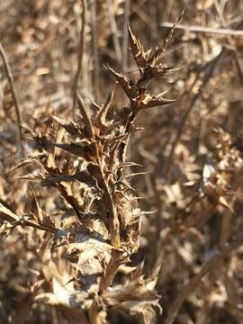 صورة Carlina libanotica Boiss.