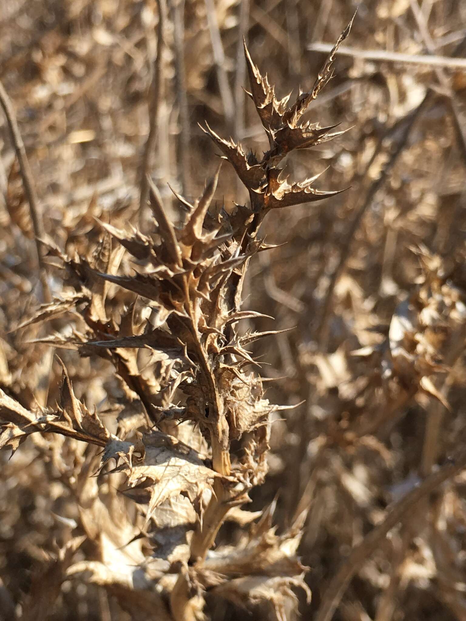 Imagem de Carlina libanotica Boiss.