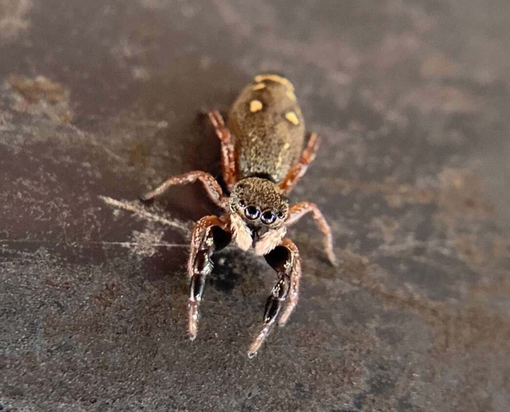 Image of Metacyrba punctata (Peckham & Peckham 1894)