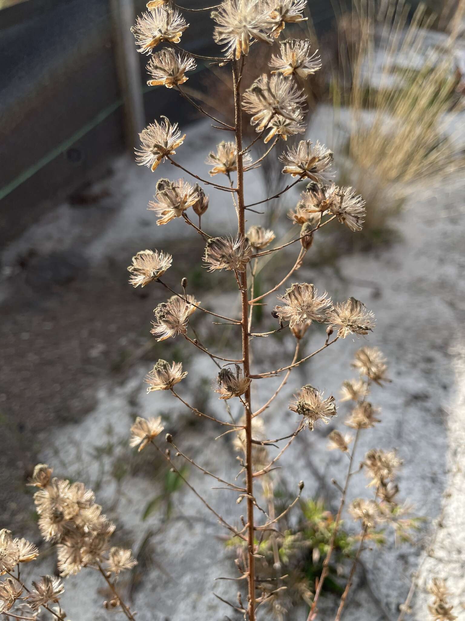 Image of spreading blazing star