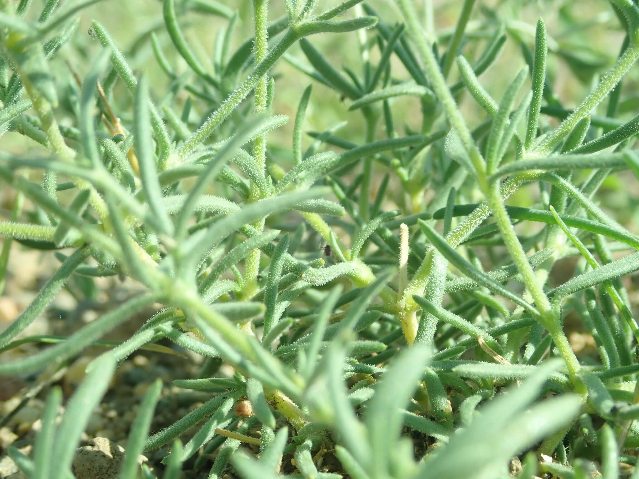 Plancia ëd Heterochroa desertorum Bunge