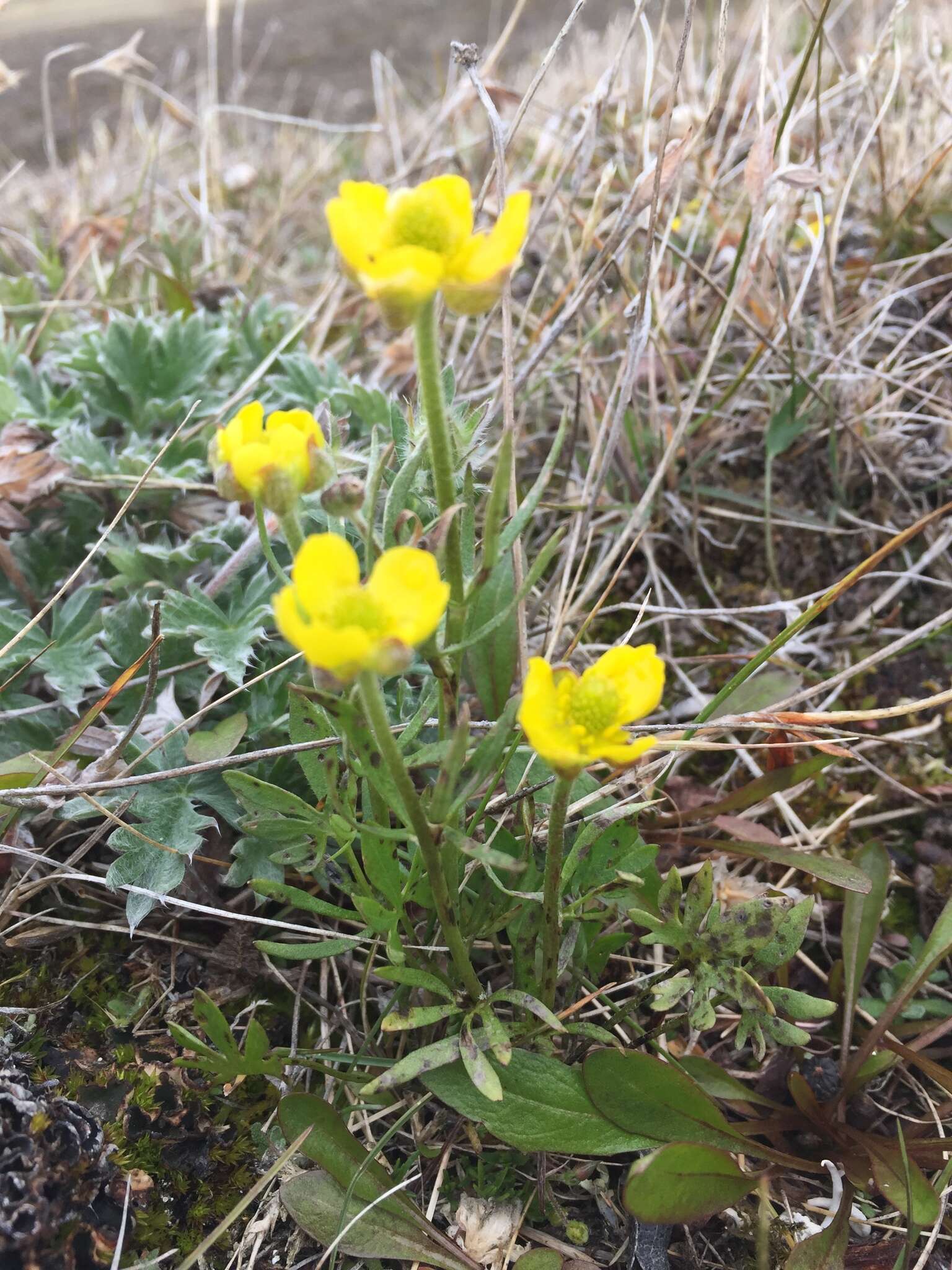 Image of Northern Buttercup