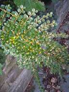 Image of rockspray cotoneaster