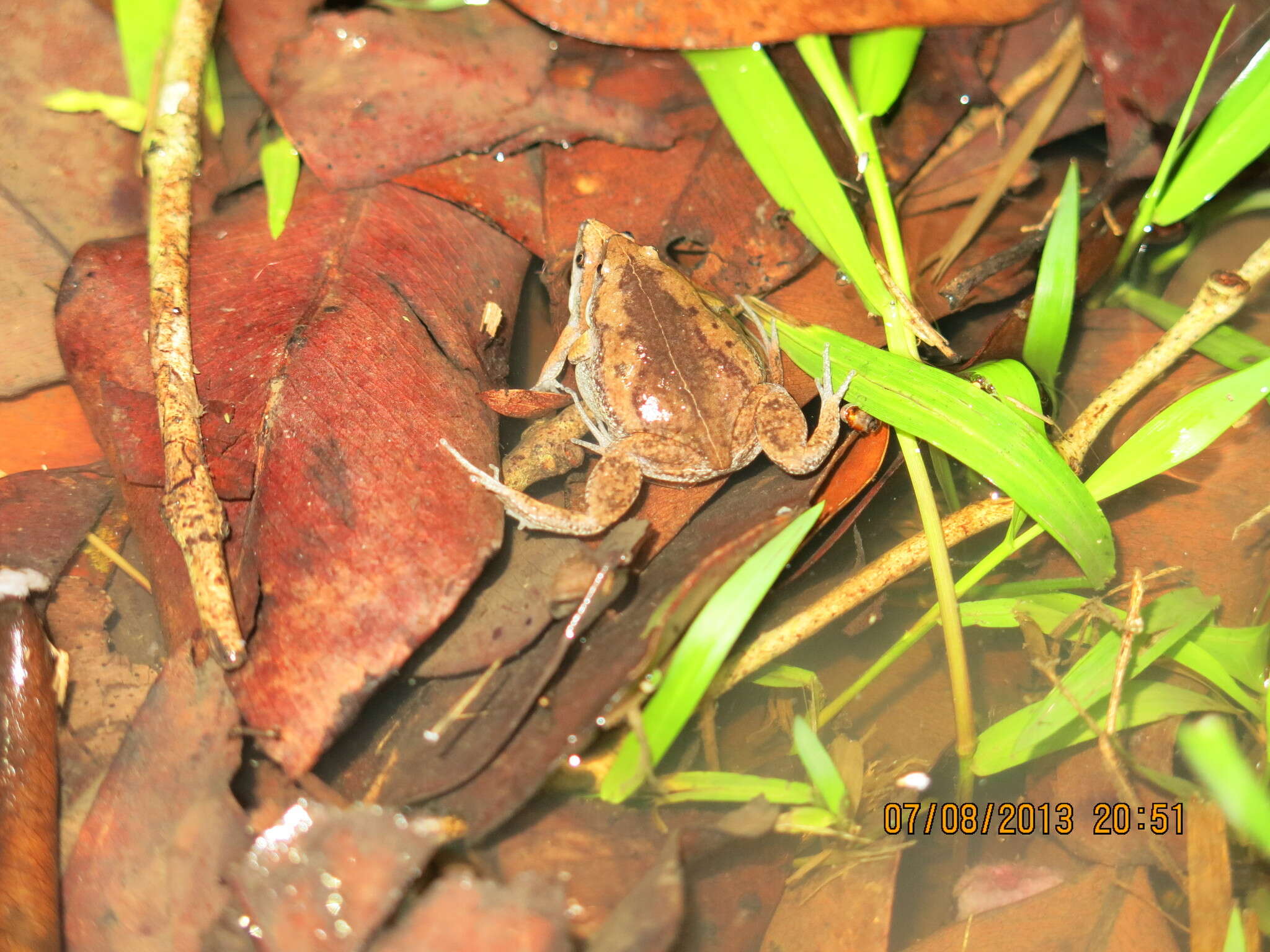 Elachistocleis panamensis (Dunn, Trapido & Evans 1948)的圖片