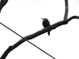 Image of Jamaican Woodpecker