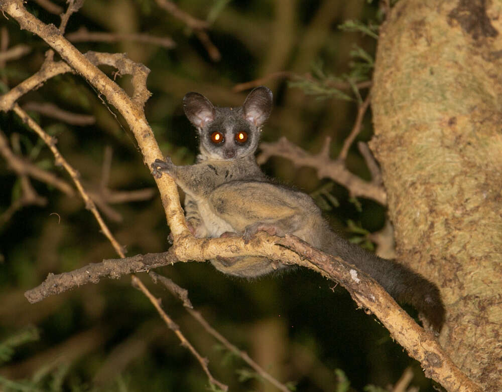 Plancia ëd Galago senegalensis sotikae Hollister 1920