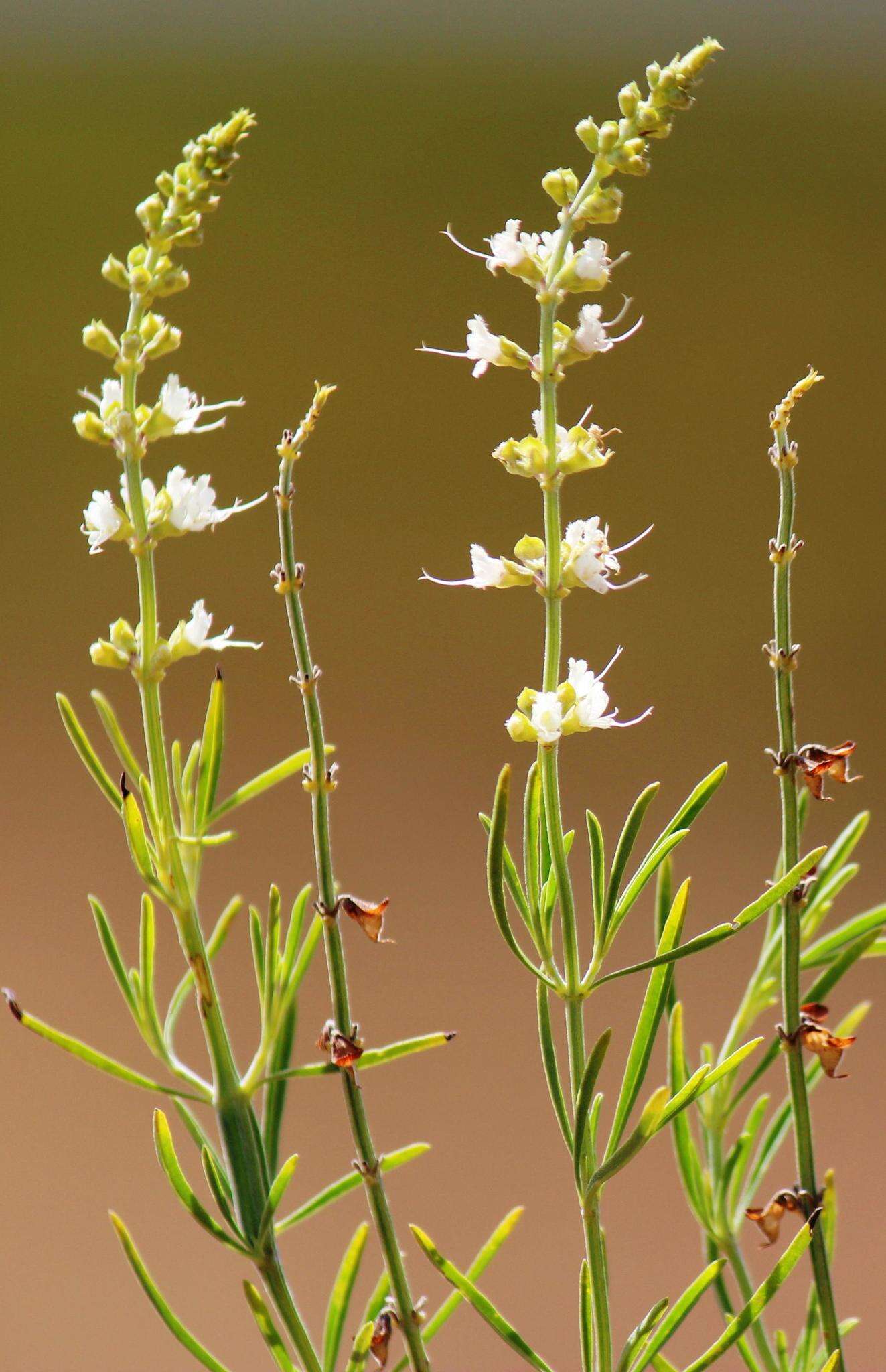 Image of Narrowleaf becium