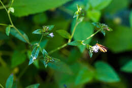 Image of Least Skipper