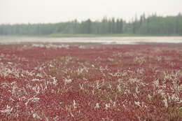 Image of red samphire