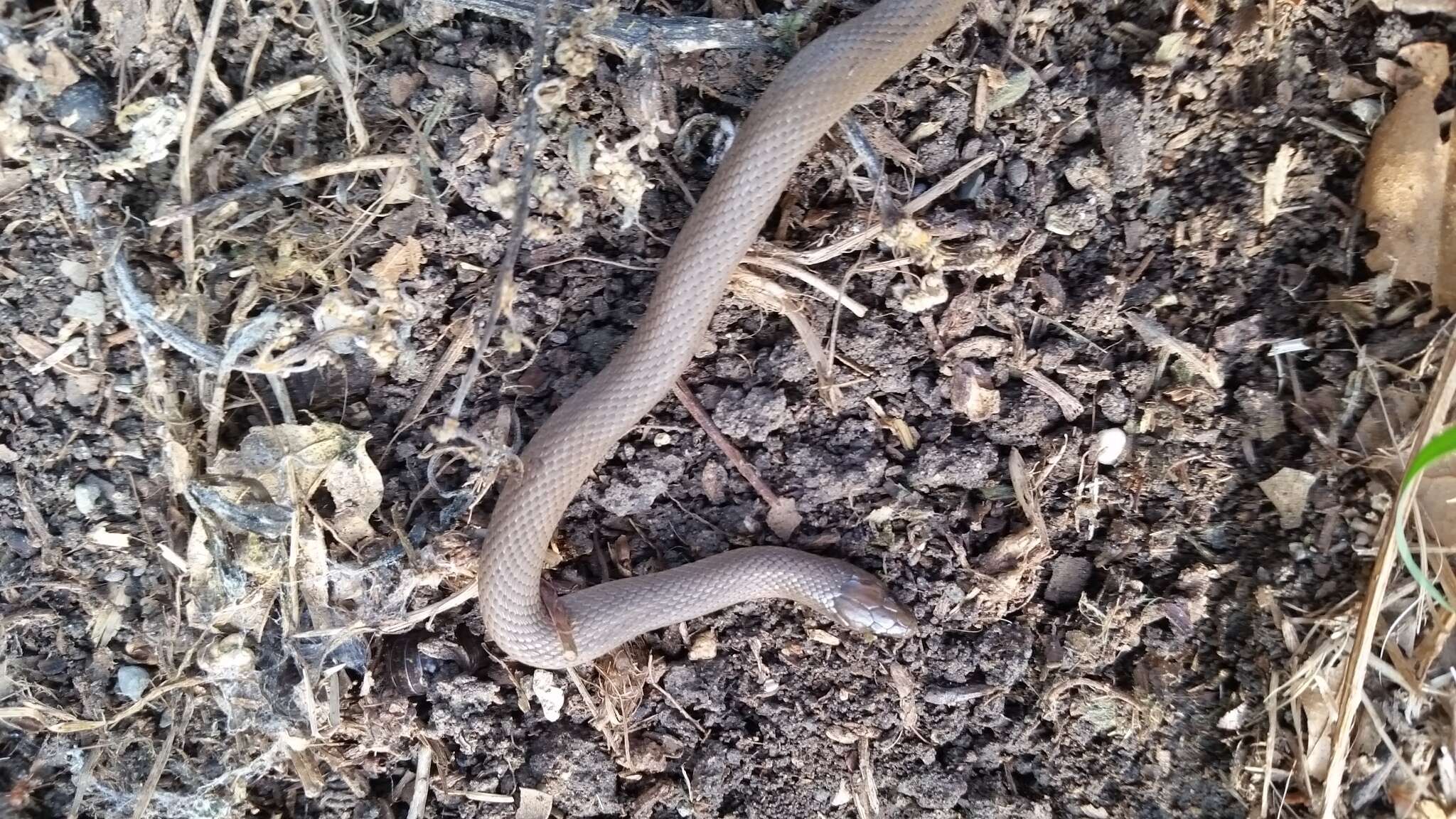 Image of Rough Earth Snake