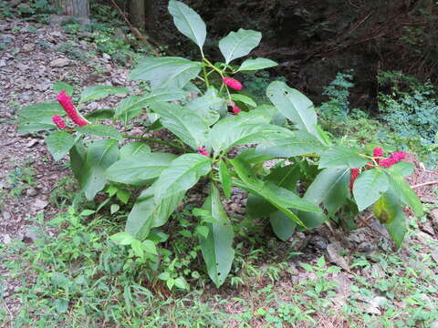 Image of Phytolacca japonica Makino