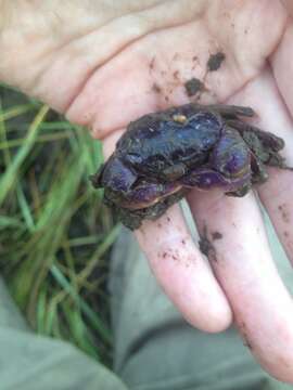 Image of heavy marsh crab