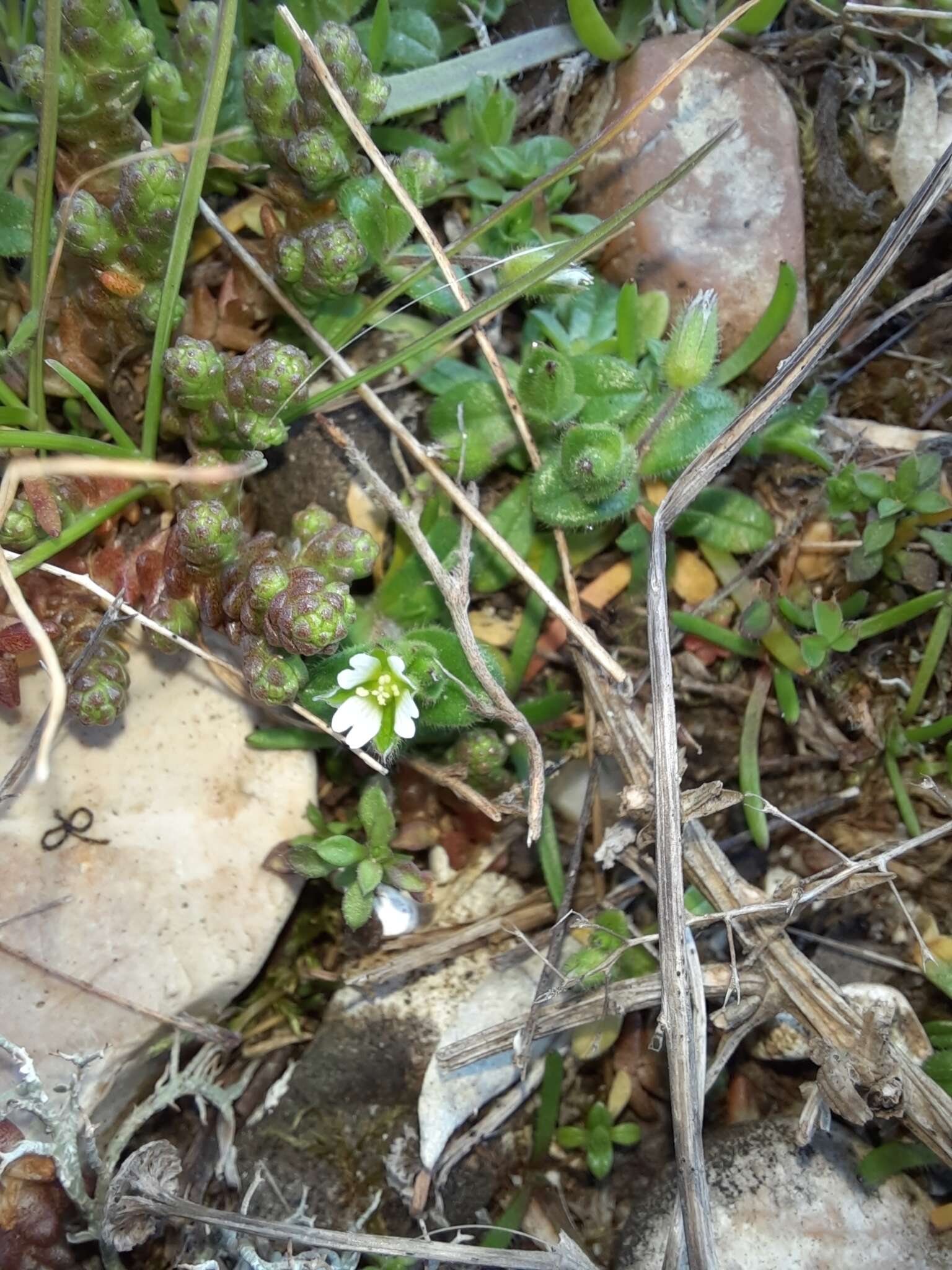 Image of fourstamen chickweed