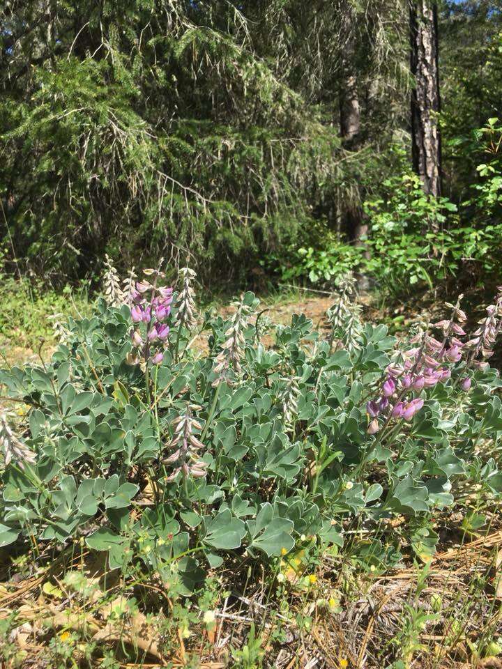 Image of Cobb Mountain lupine