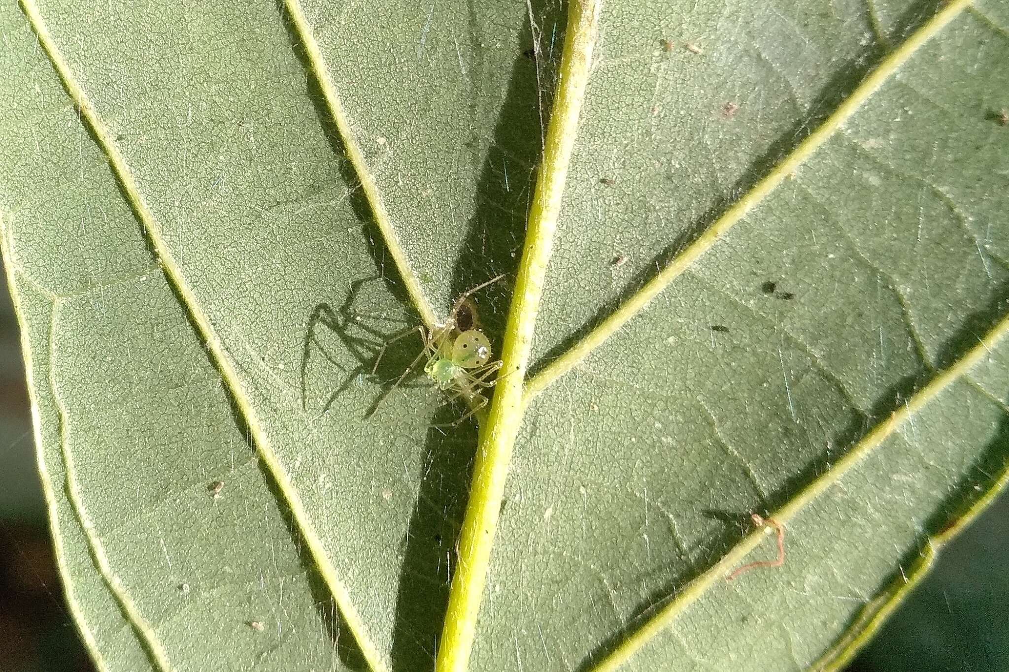 Image of Theridion biezankoi Levi 1963