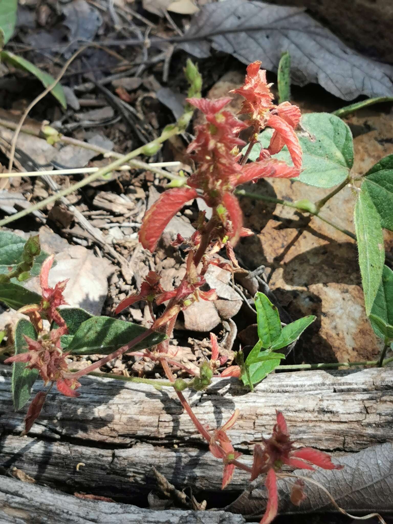 Imagem de Acalypha neomexicana Müll. Arg.