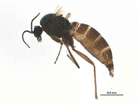 Image of <i>Schwenckfeldina tridentata</i> (Rubsaamen 1898)