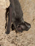 Image of European Free-tailed Bat