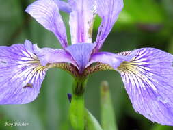 Image de blue flag iris versicolore