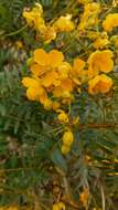 Senna birostris (Vogel) H. S. Irwin & Barneby resmi