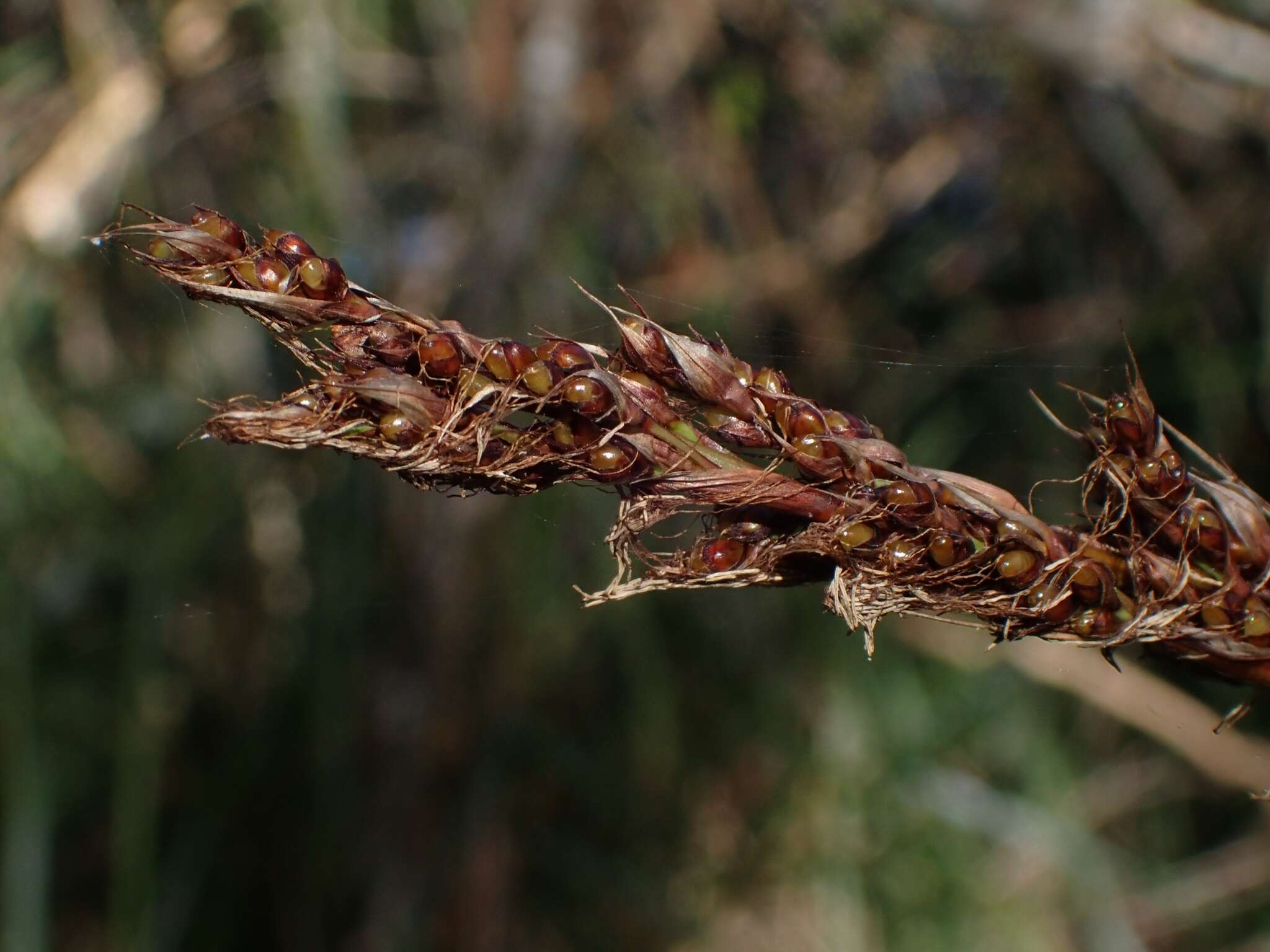 Image of Gahnia melanocarpa R. Br.