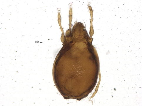 Image of Jugatala