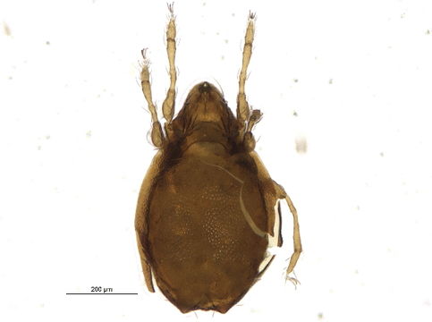 Image of Jugatala