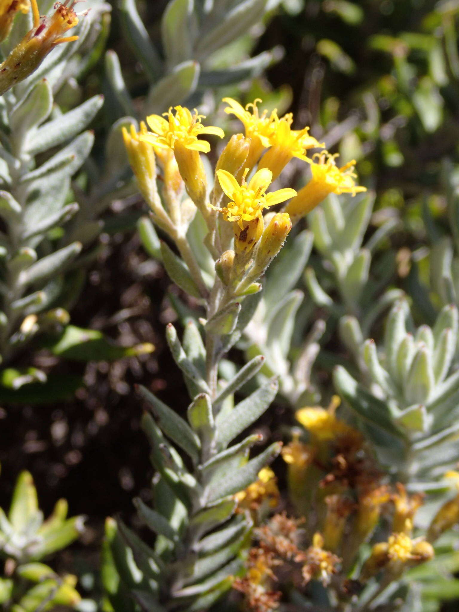 Image of Hubertia tomentosa Bory