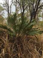 Image of Macrozamia miquelii (F. Muell.) A. DC.