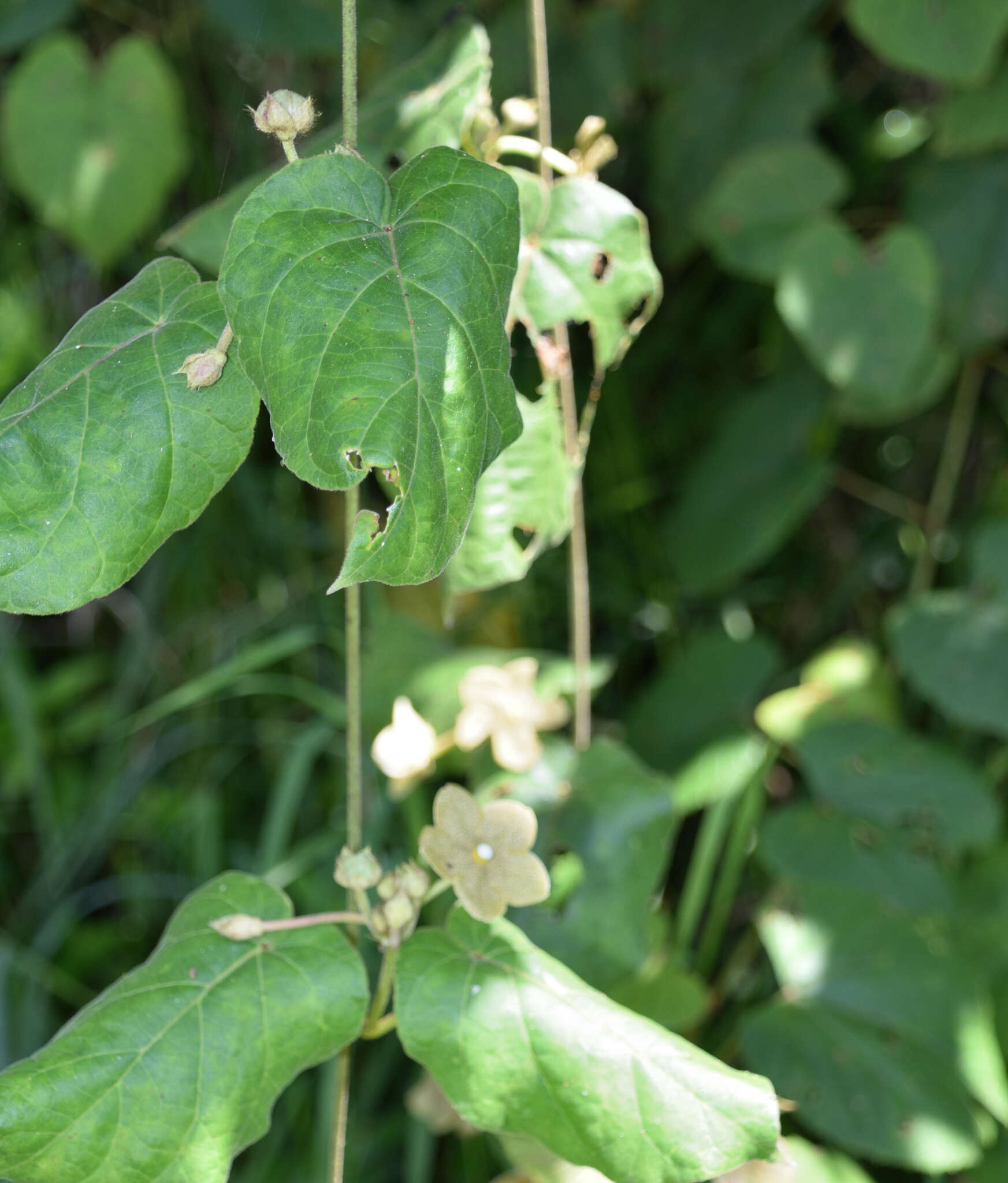 Image of Matelea velutina (Schltdl.) R. E. Woodson