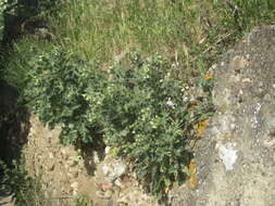 Image of white henbane