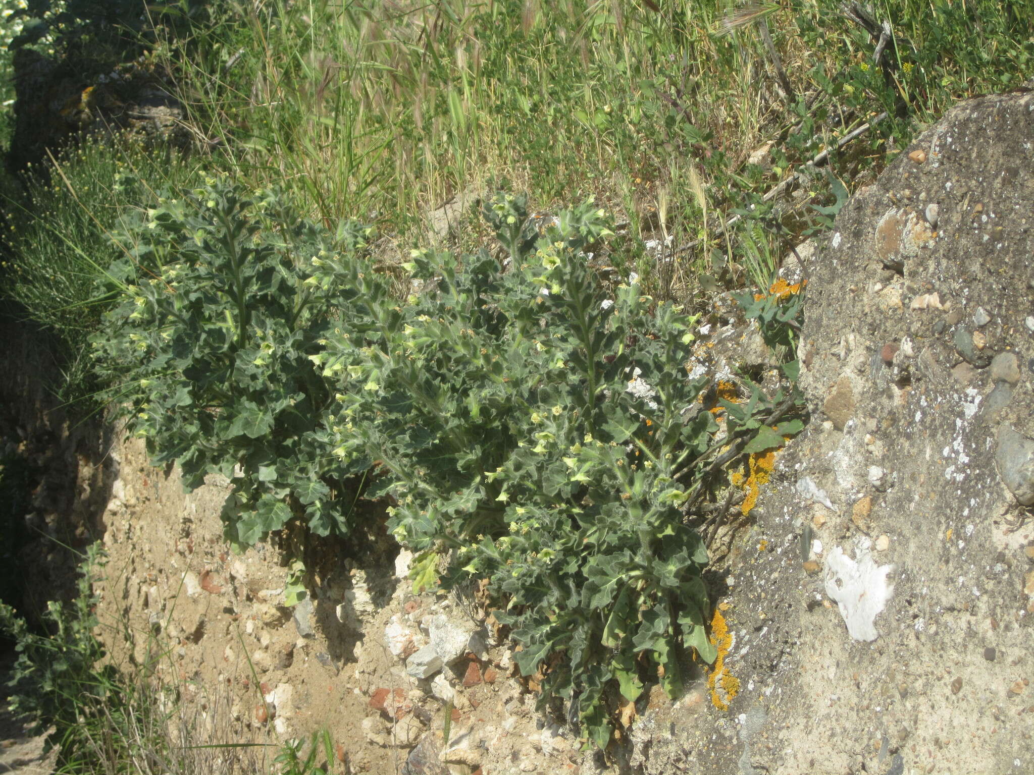 Image of white henbane