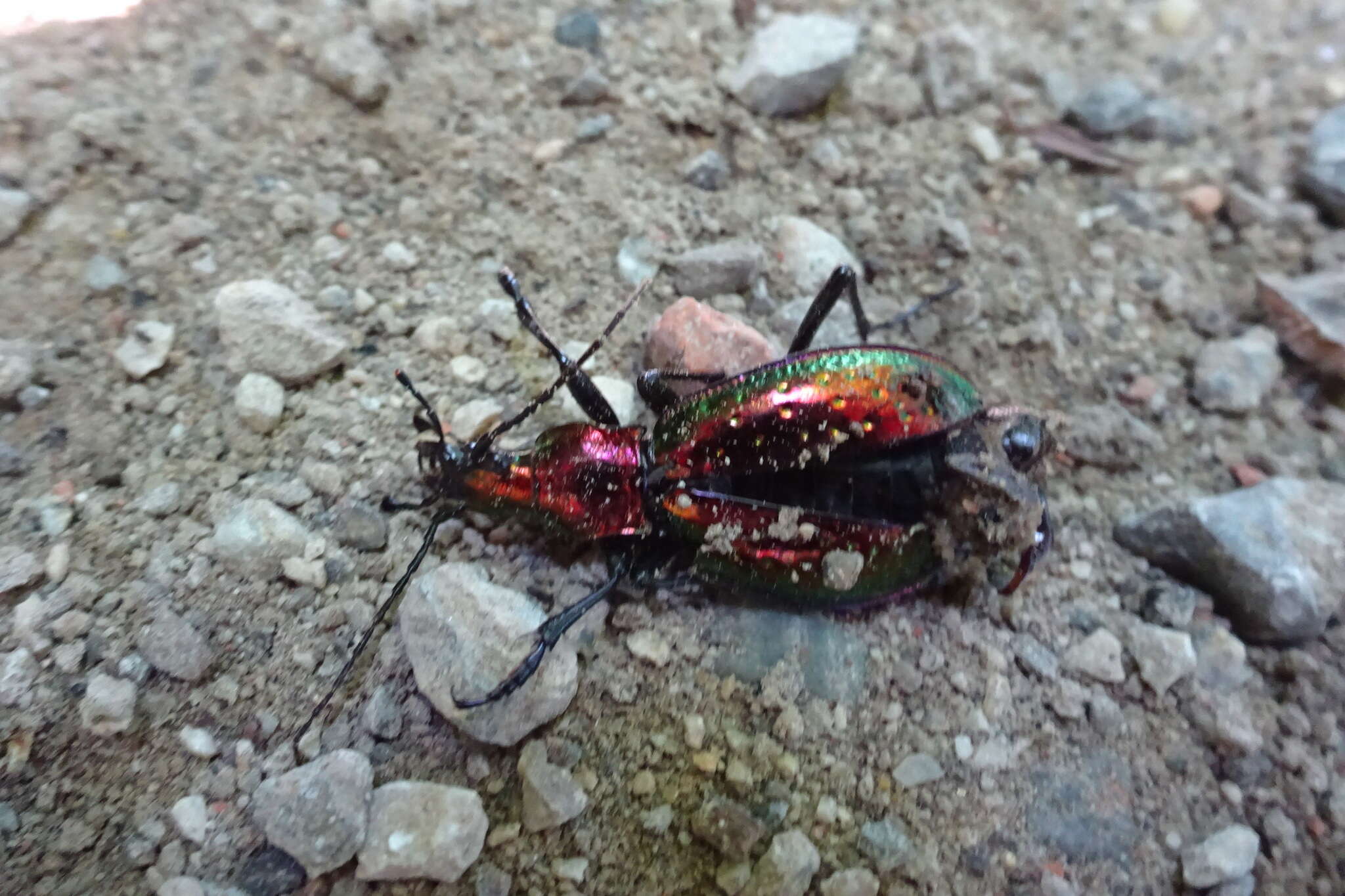 Image of Carabus (Chrysocarabus) rutilans Dejean 1826