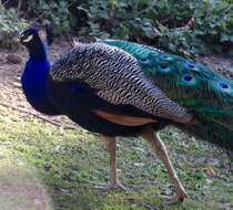 Image of Pavo Linnaeus 1758