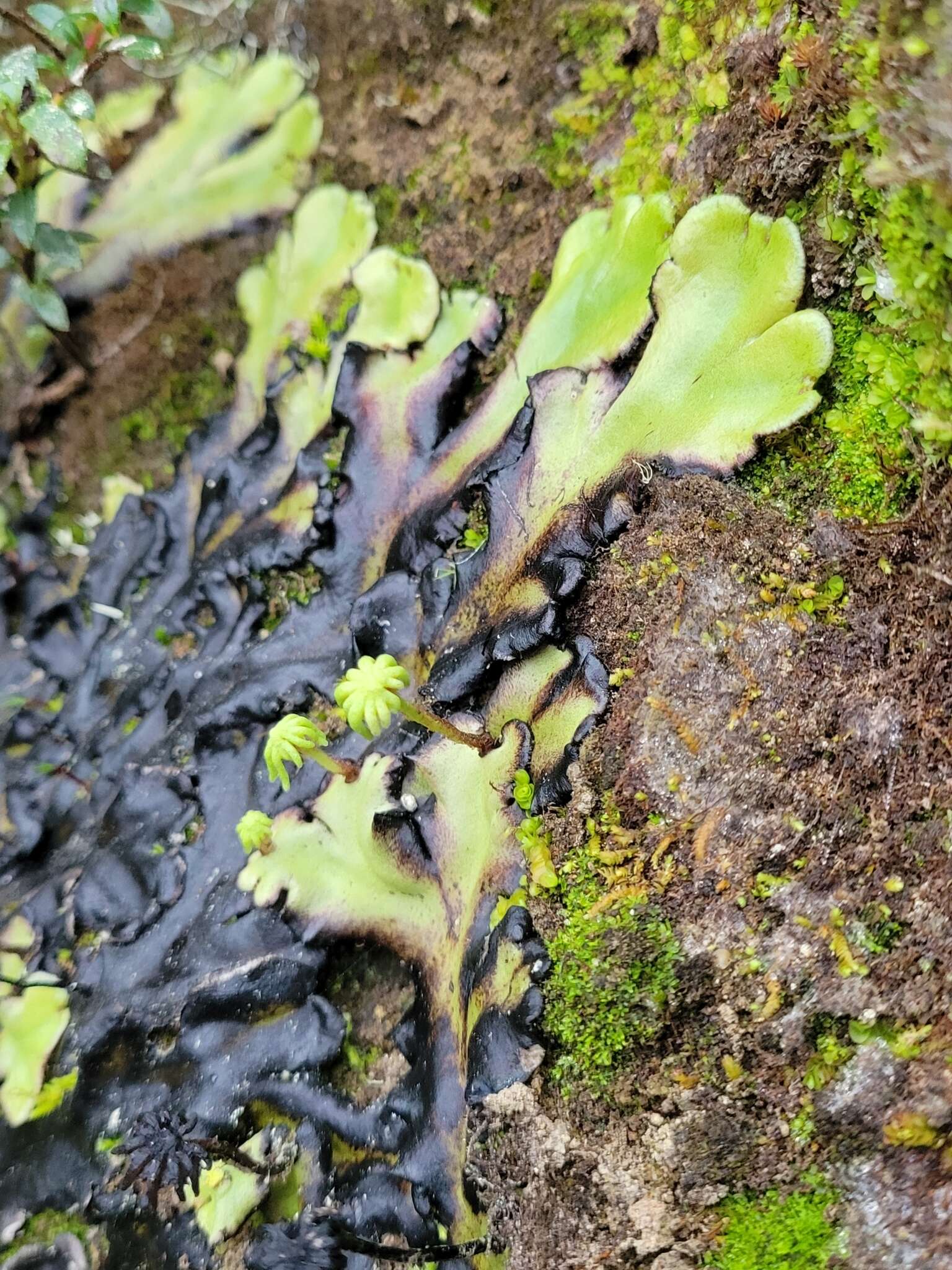 Image of Marchantia plicata Nees & Mont.