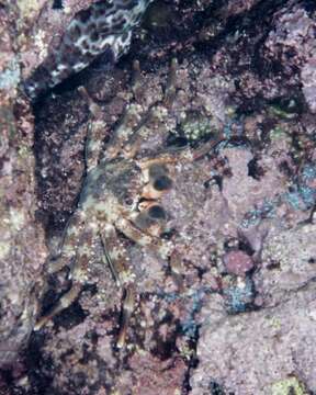 Image of blue-eyed rock crab