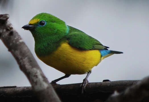 Image of Chlorophonia cyanea psittacina Bangs 1902