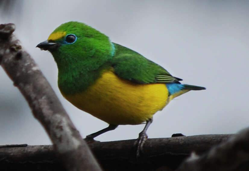 Chlorophonia cyanea psittacina Bangs 1902 resmi