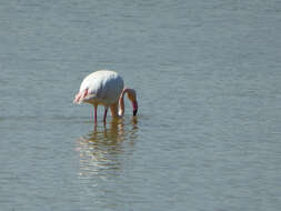 Imagem de Phoenicopterus roseus Pallas 1811