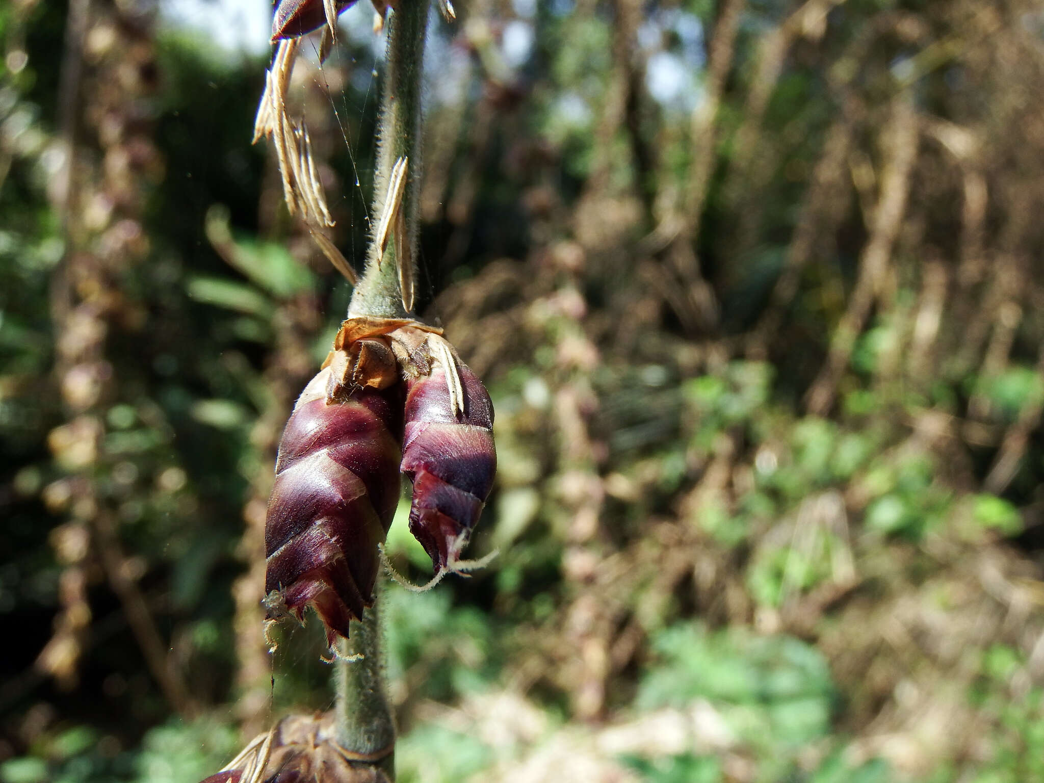 Image of wideleaf bamboo