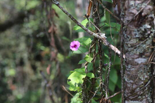 Image of Ipomoea involucrata Beauv.