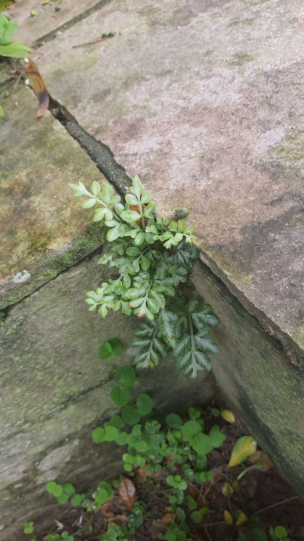 Image of Pteris ensiformis var. victoriae Bak.