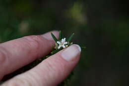 صورة Leucopogon obovatus subsp. revolutus (R. Br.) Hislop