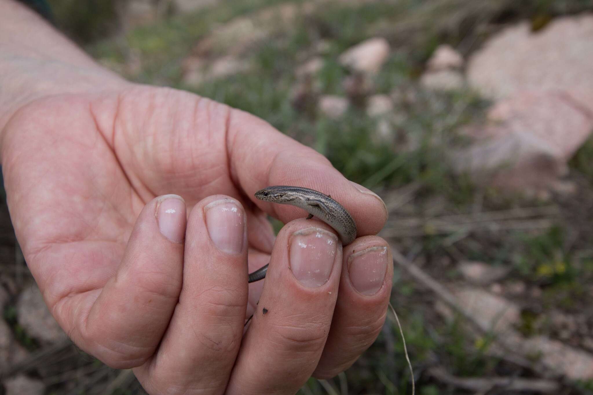 Image of Desert Lidless Skink