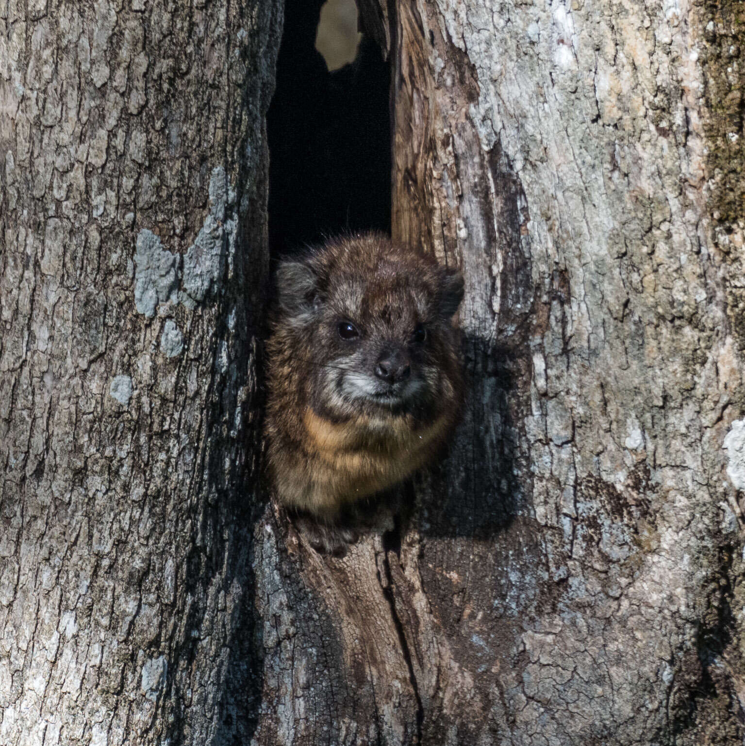 Image of Tree hyrax