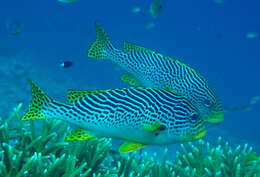 Image of Diagonal banded sweetlips