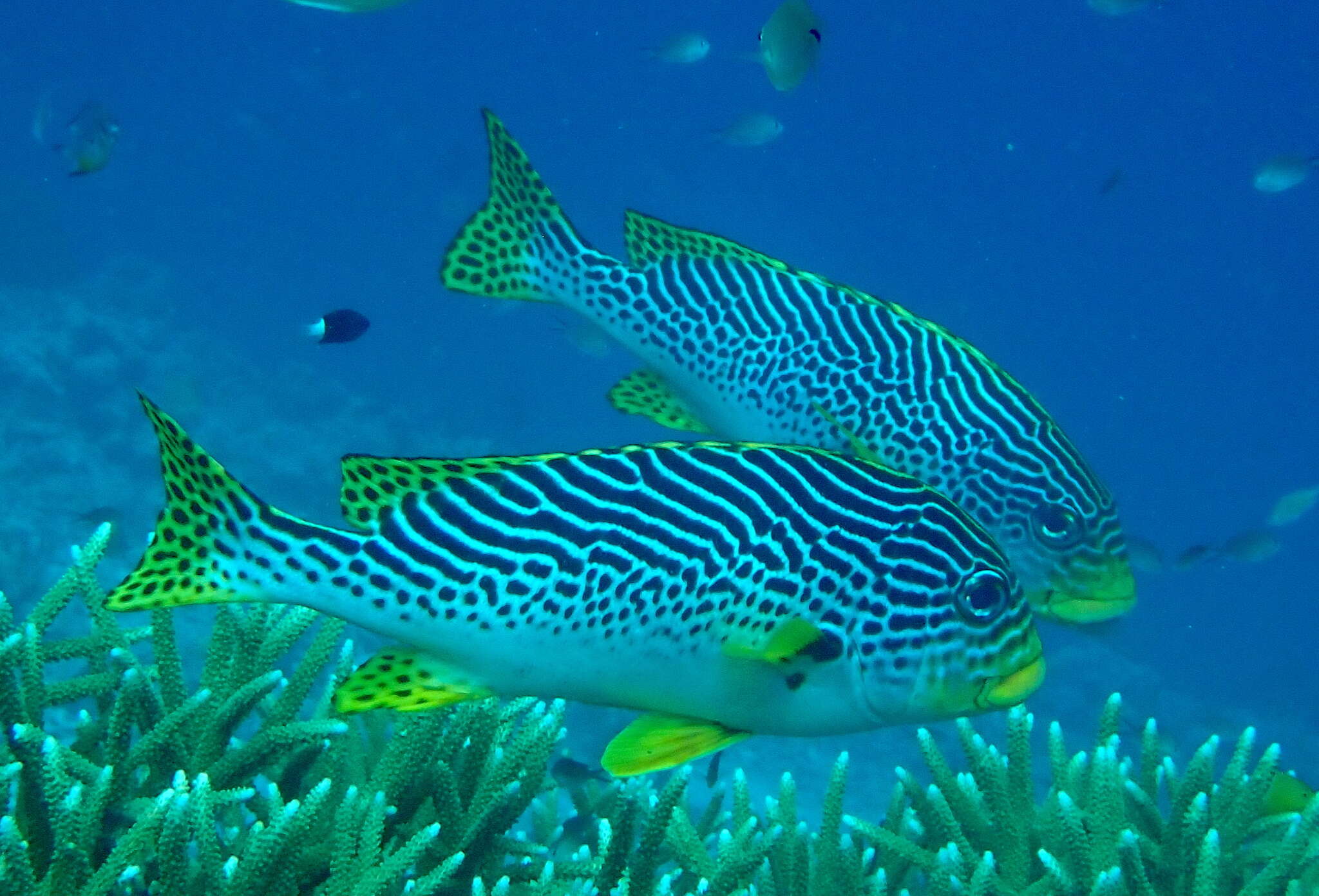 Image of Diagonal banded sweetlips