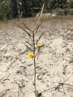 Image of Ben Lomond wallflower